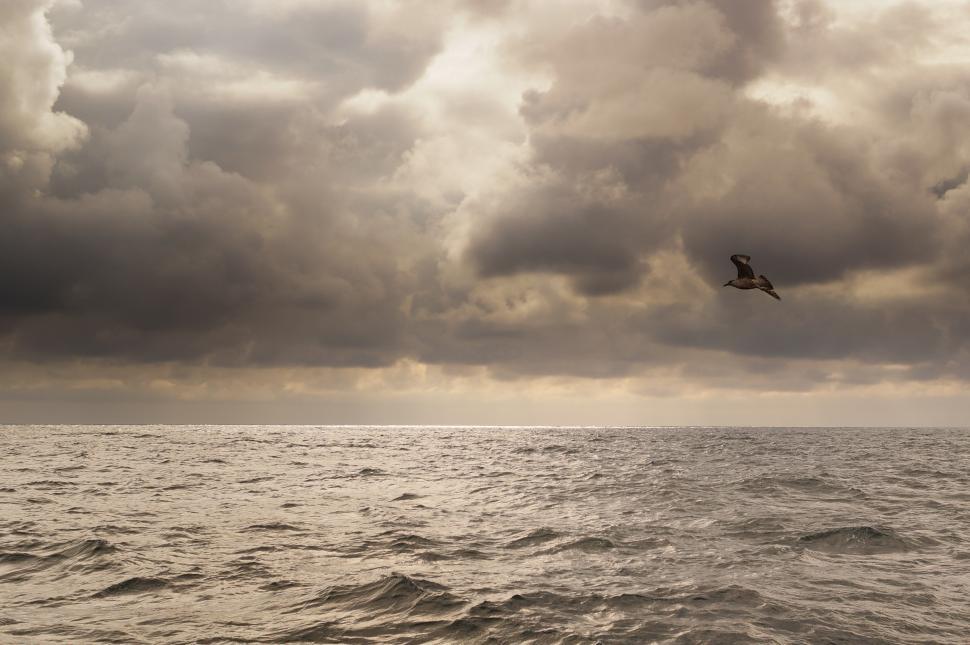 Free Image of Bird Flying Over Large Body of Water 