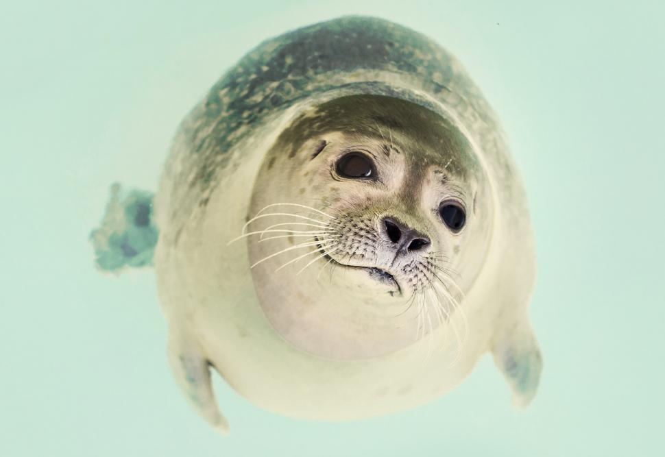 Free Image of Seal Looking Up at Camera 