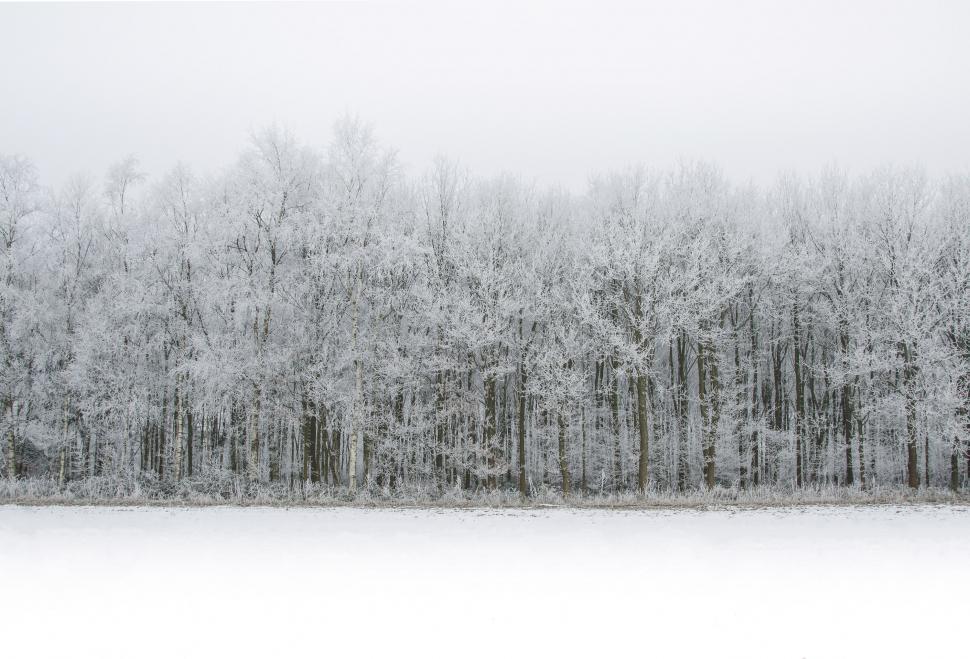 Free Image of Snow Covered Forest Landscape 