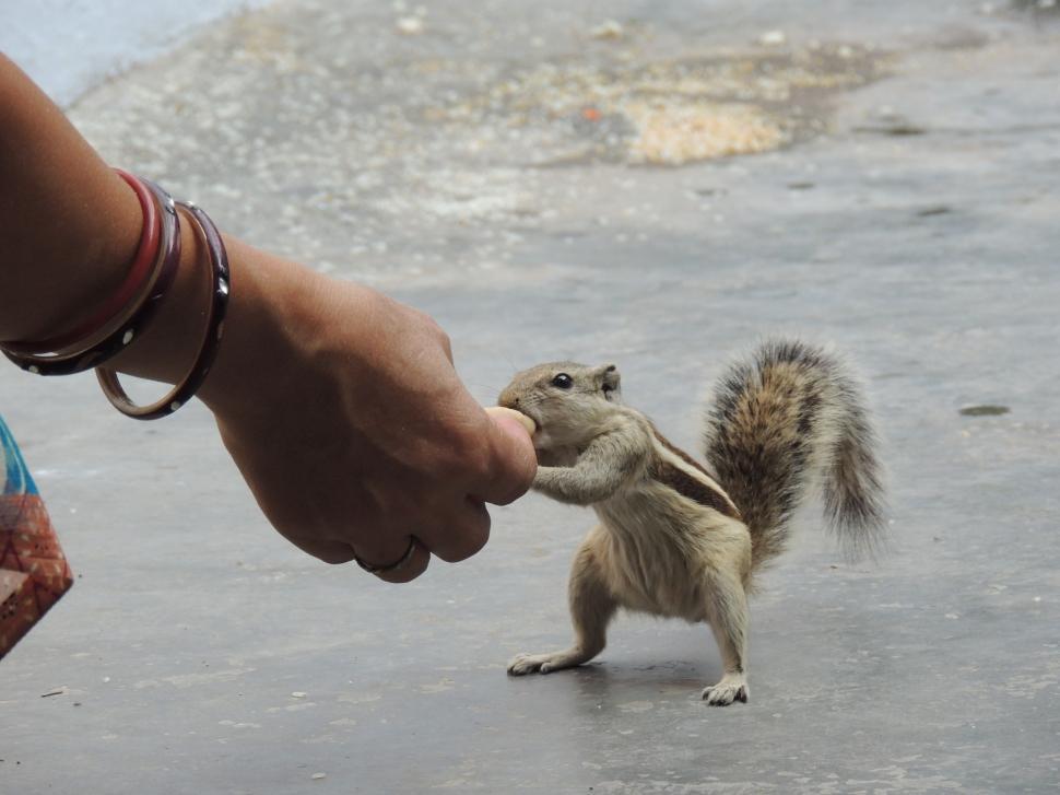Free Image of squirrel eating peanut  