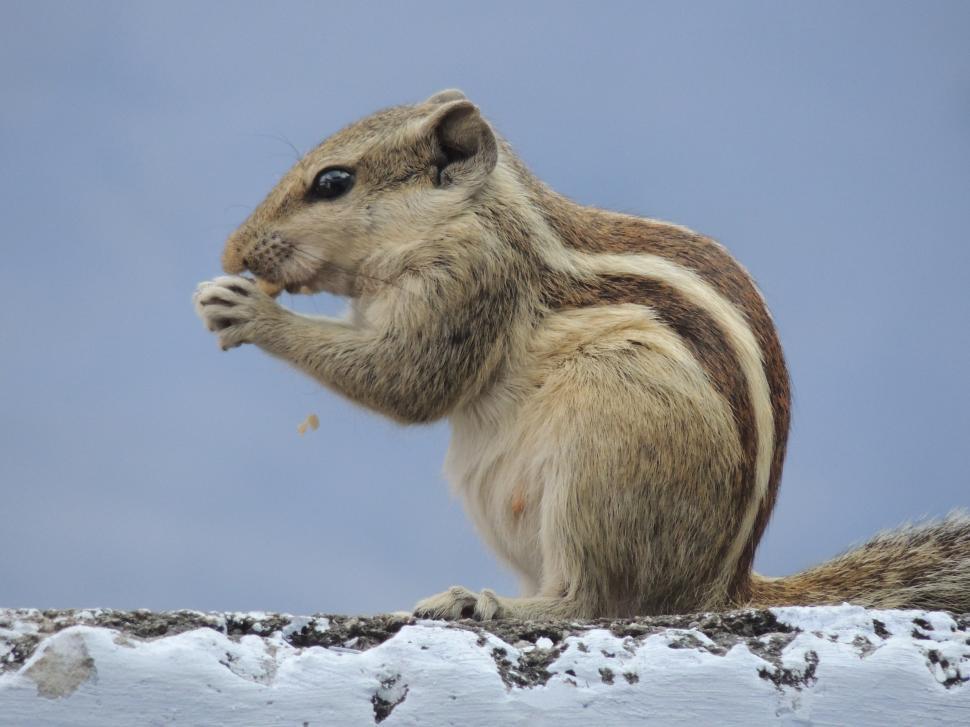 Free Image of cute squirrel eating peanut  