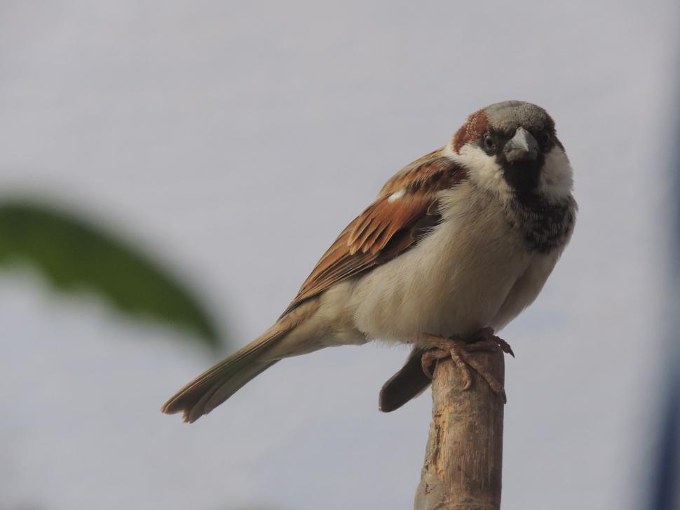 Free Image of sparrow  