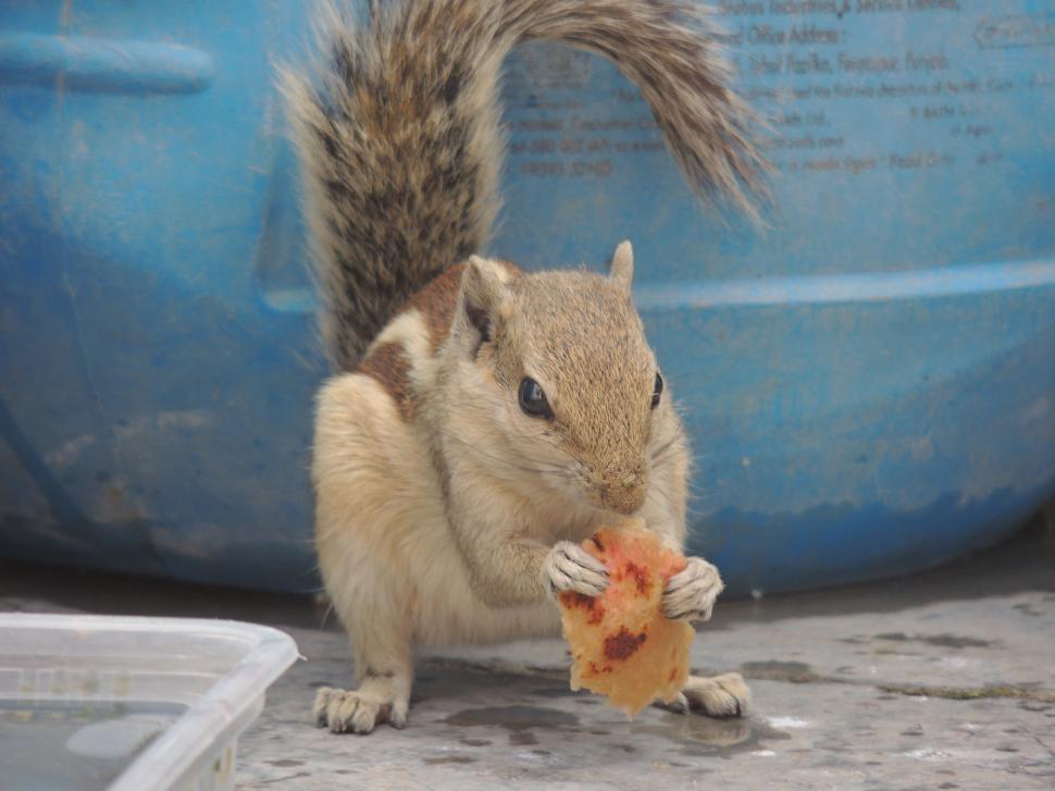 Free Image of squirrel with food 