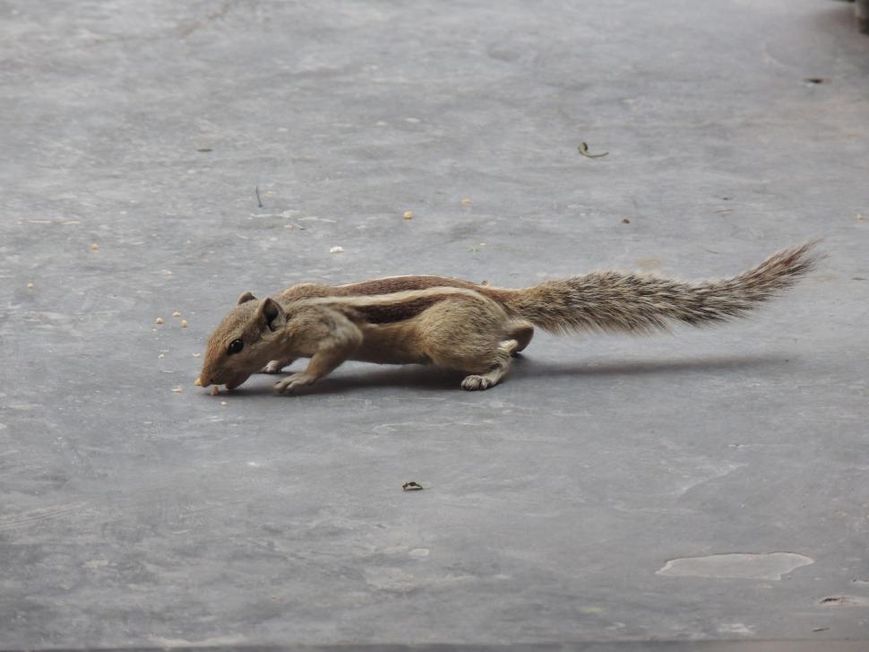 Free Image of squirrel gets crumbs 
