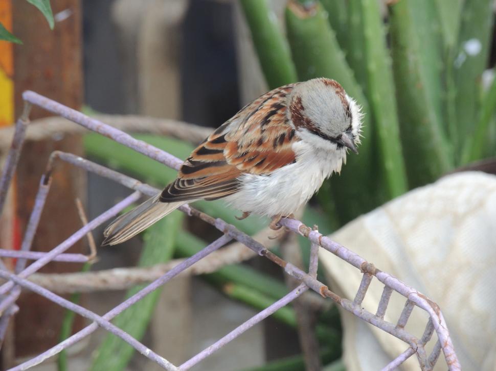 Free Image of sparrow on wire 