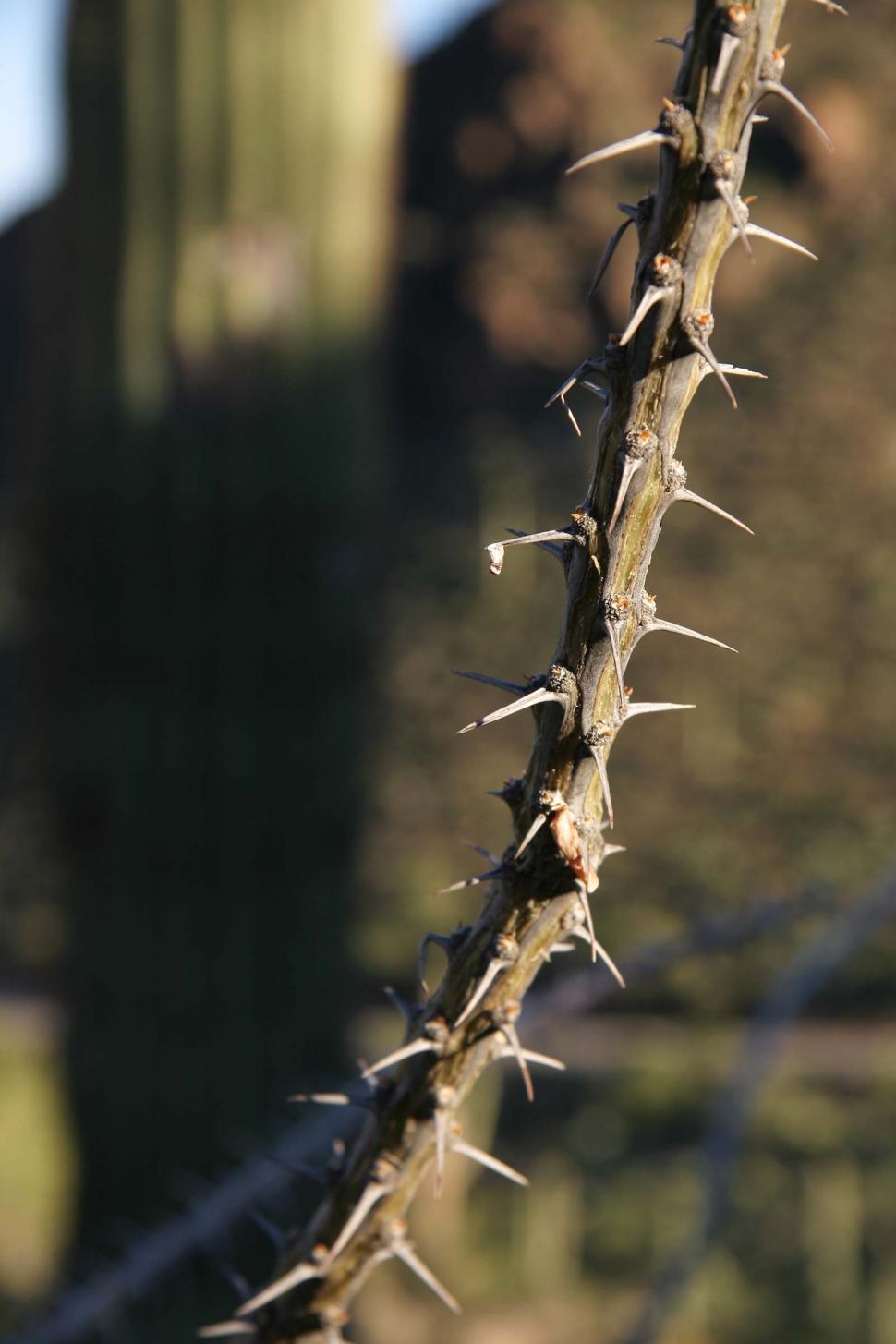 Free Image of sonoran desert tucson cactus needles spines thorns spikes pads ocotillo 