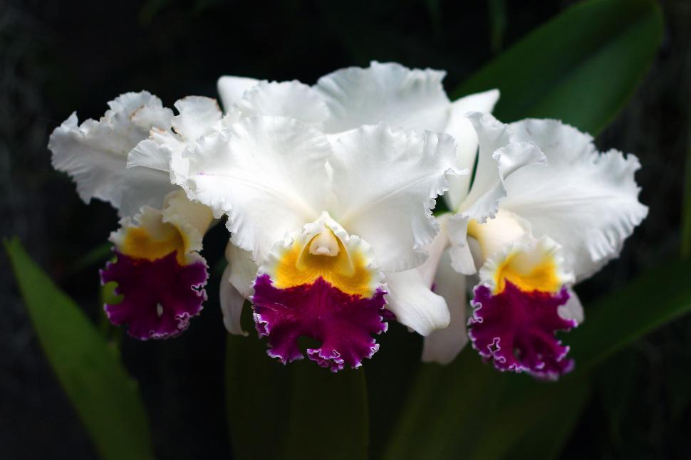 Free Image of Cattleya Orchid Flowers 