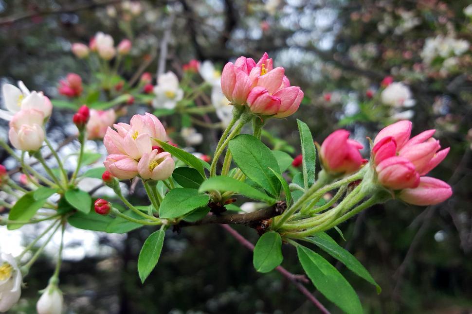 Free Image of Pink Crabapple Buds and Blossoms 