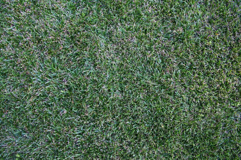 Free Image of Grass 