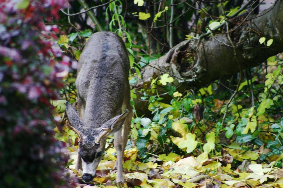 Free Image of Deer Grazing on Leaves in Wooded Area 