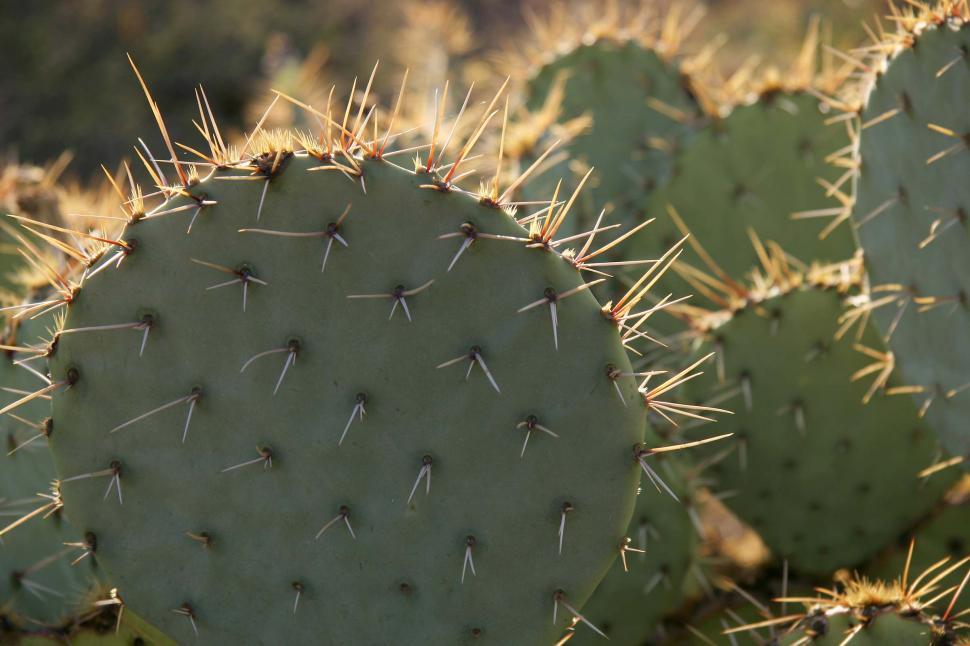 Free Image of A Group of Cactus Plants in a Field 