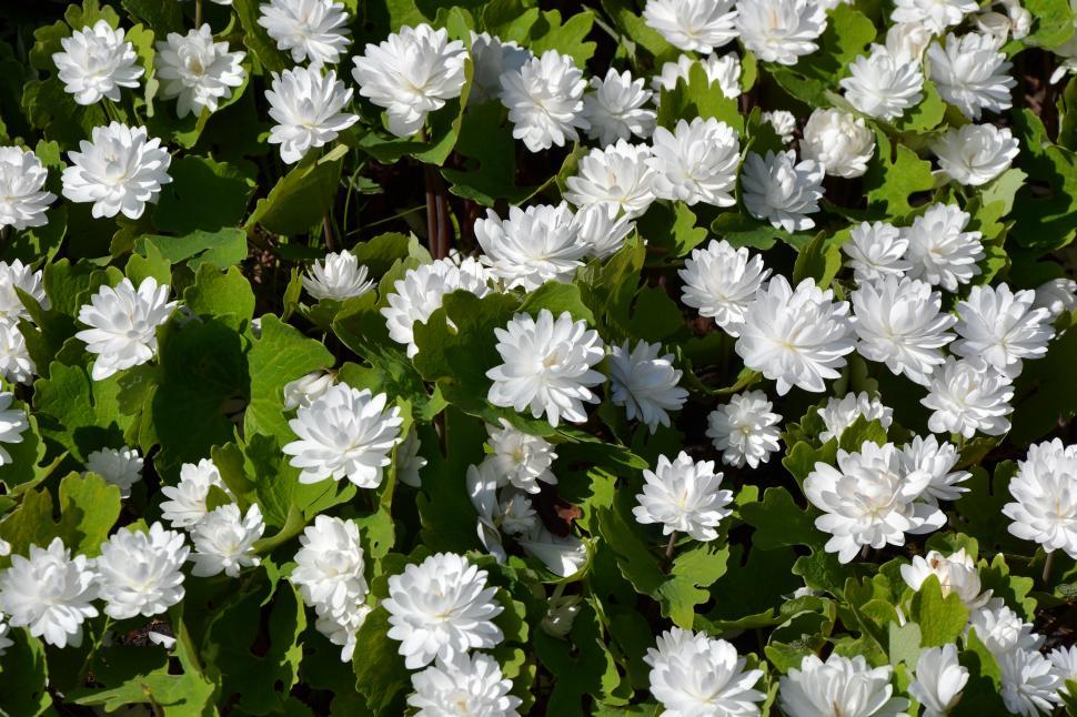 Free Image of Bloodroot  