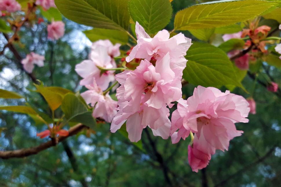 Free Image of Cherry Blossom  