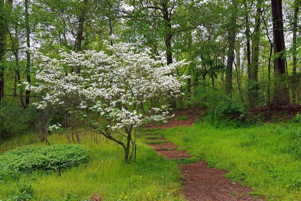 Free Image of White Dogwood Tree Along A Trail 