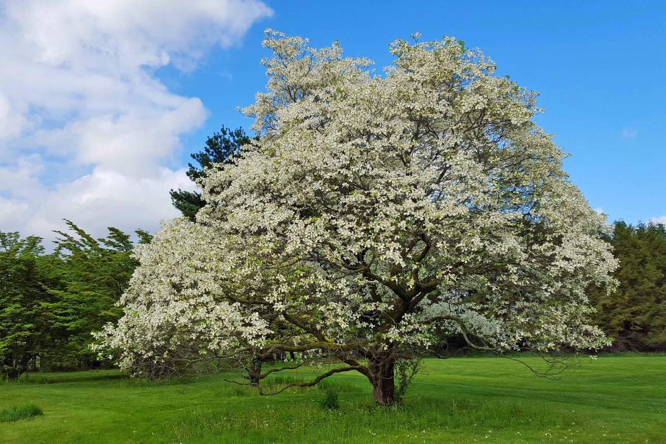 Free Image of White Dogwood Tree In Bloom In Springtime 
