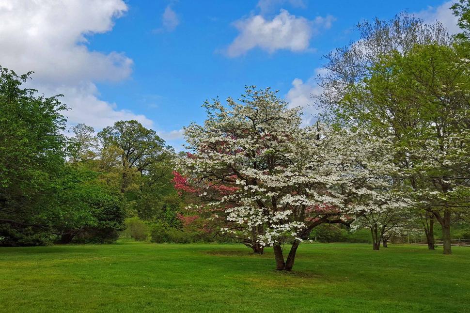 Free Image of Flowering Dogwoods Blossoming In A Field 