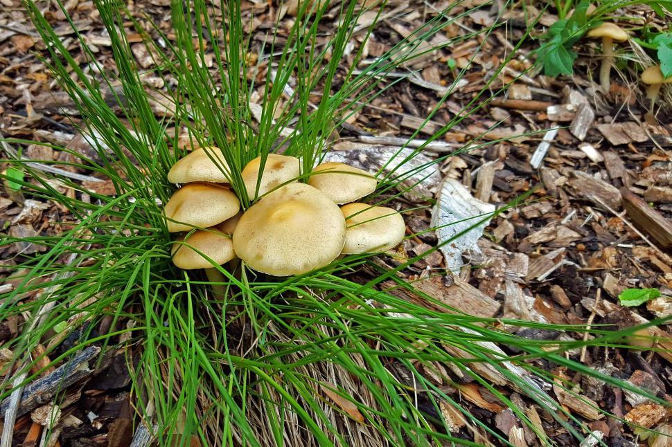 Free Image of Mushroom In The Grass 