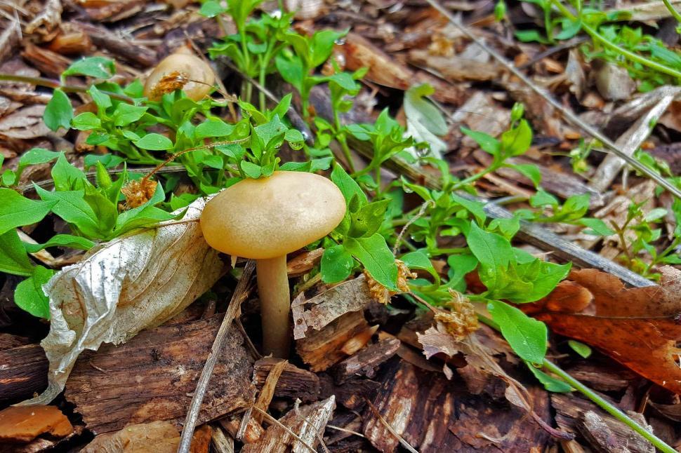 Free Image of Mushroom On The Garden Floor 