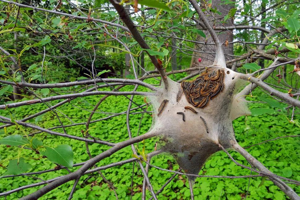 Free Image of Gypsy Moth Cocoon and Caterpillars 
