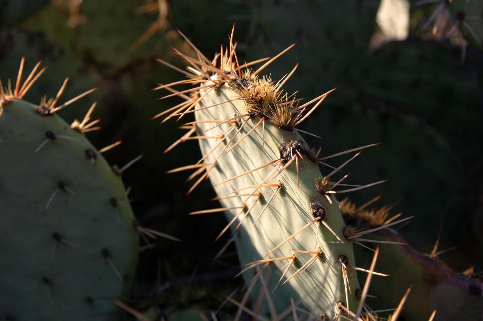 Free Image of sonoran desert tucson cactus backlight backlit prickly pear needles spines thorns spikes pads 