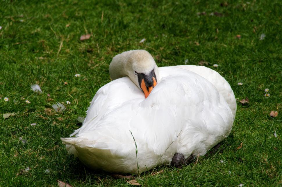 Free Image of Swan 