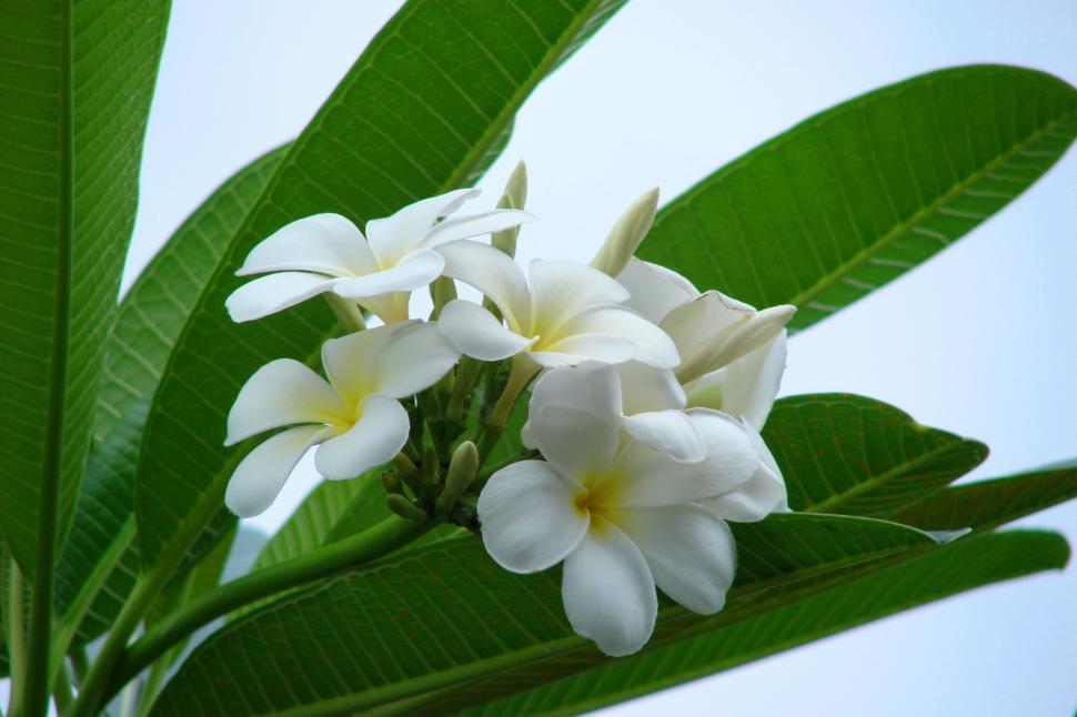 Free Image of white flowers 