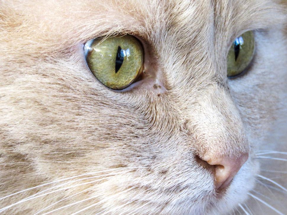 Free Image of Close-up of cat 