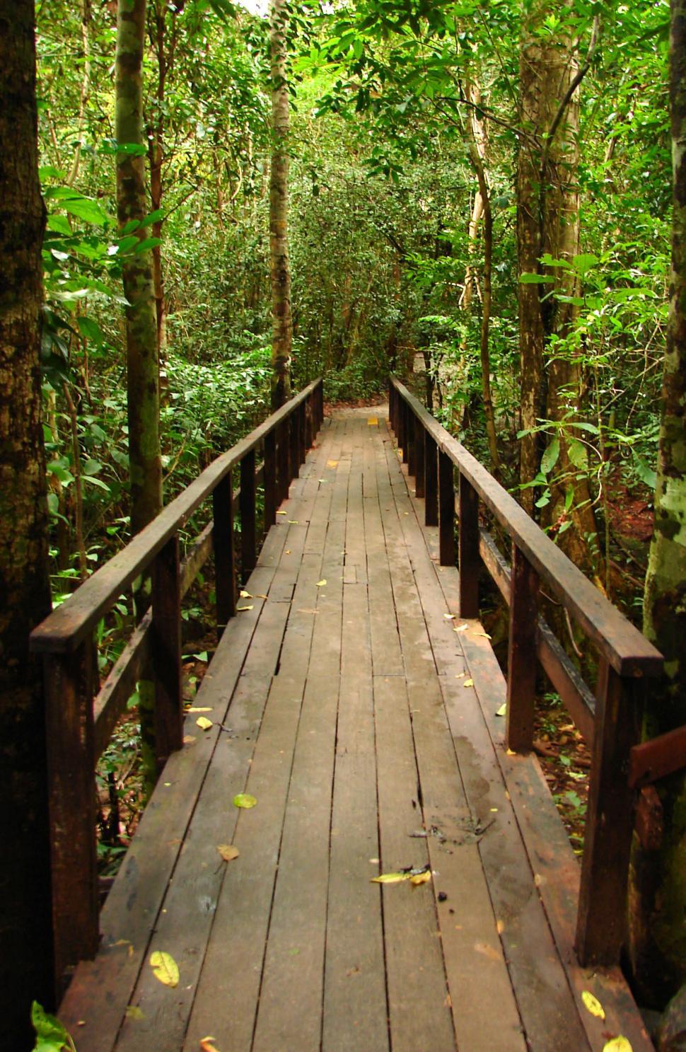 Free Image of Small Bridge in Forest 
