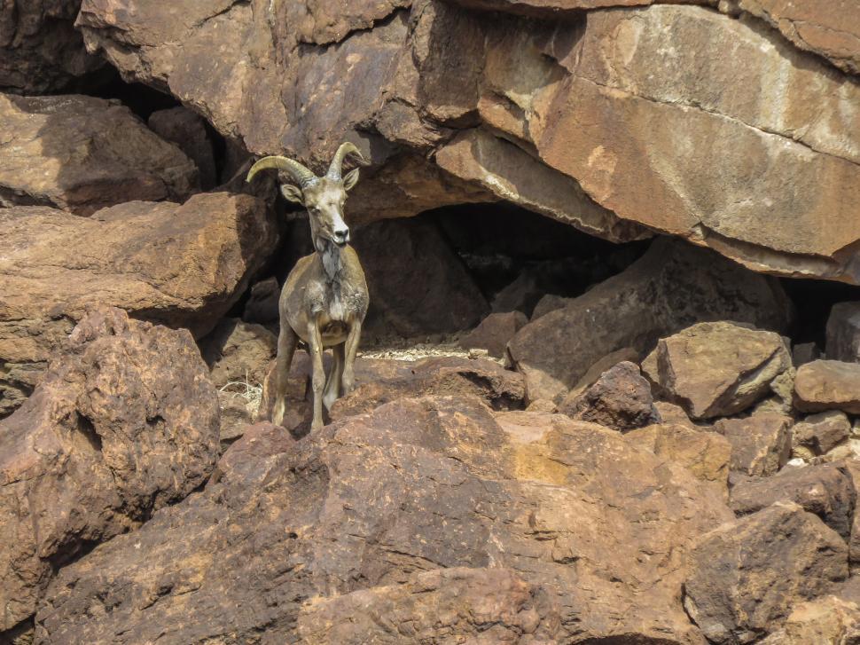 Free Image of Mountain goat 