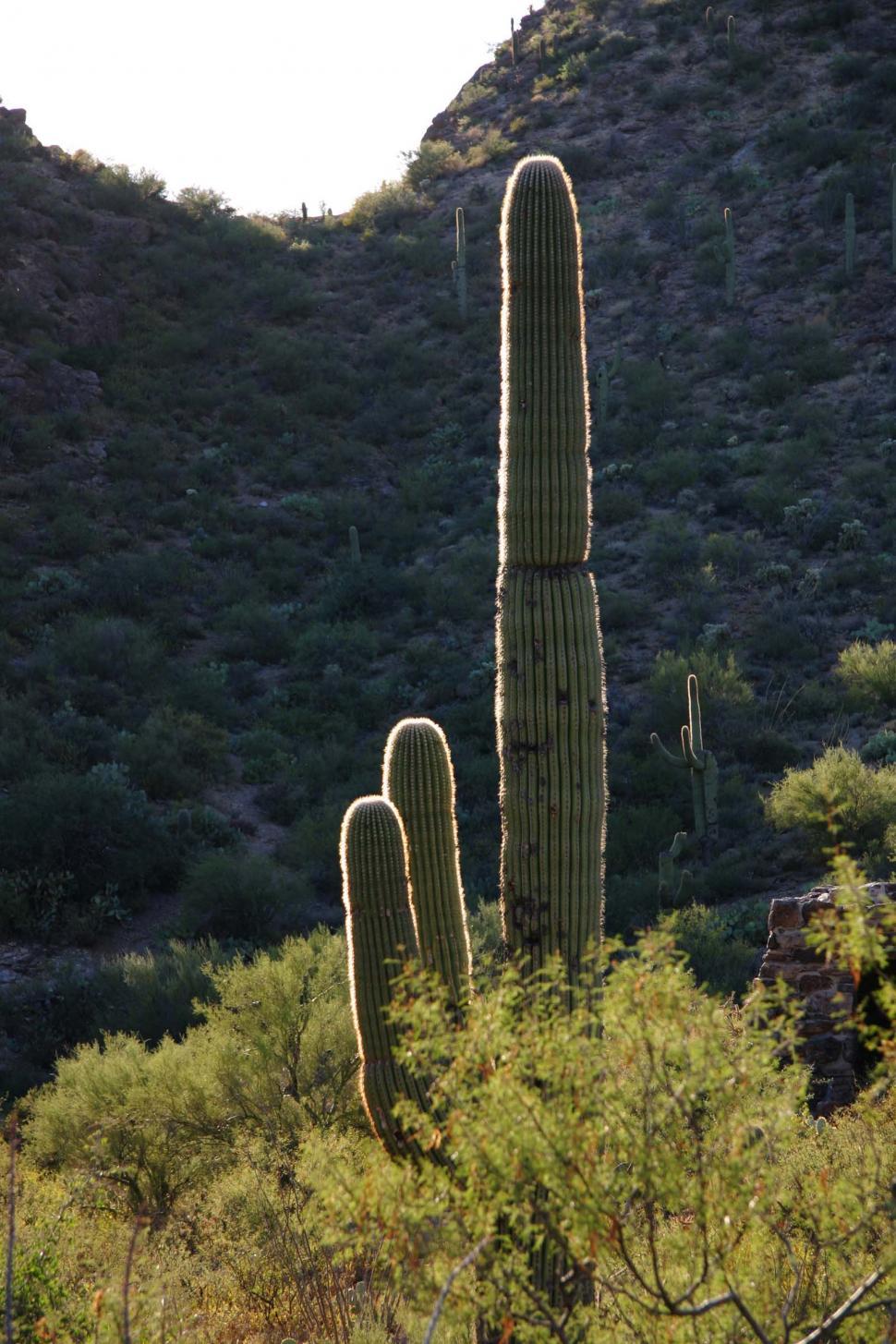 Free Image of sonoran desert tucson saguaro sahuaro cactus landscape silhouette backlight backlit valley mountains rugged terrain arizona 