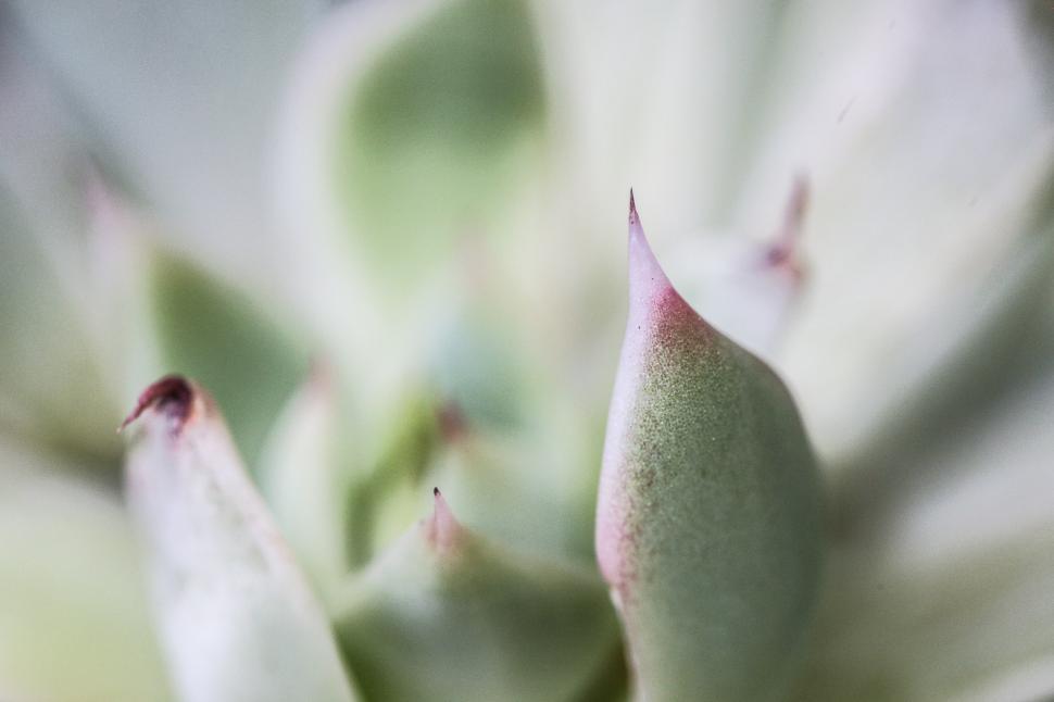 Free Image of Succulent tip 