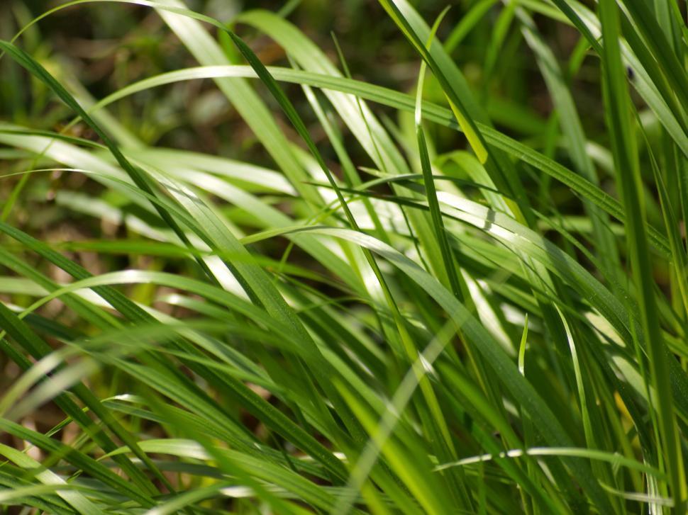 Free Image of Forest grass background 