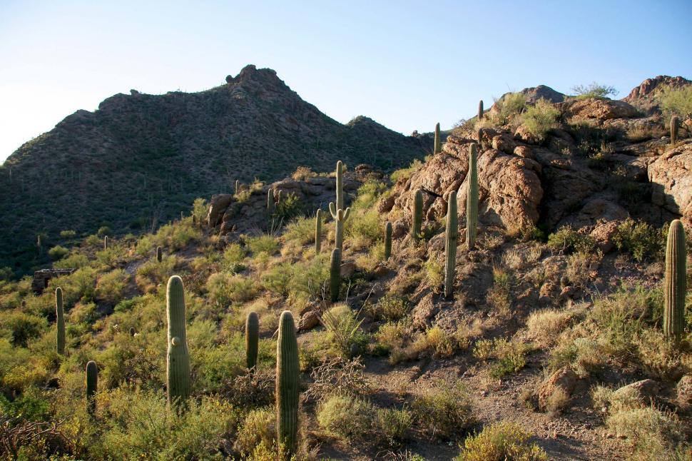 Free Image of sonoran desert tucson saguaro sahuaro cactus landscape valley mountains rugged terrain arizona hiking trail path 