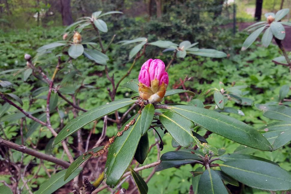 Free Image of Pink Azalea Flower Buds 