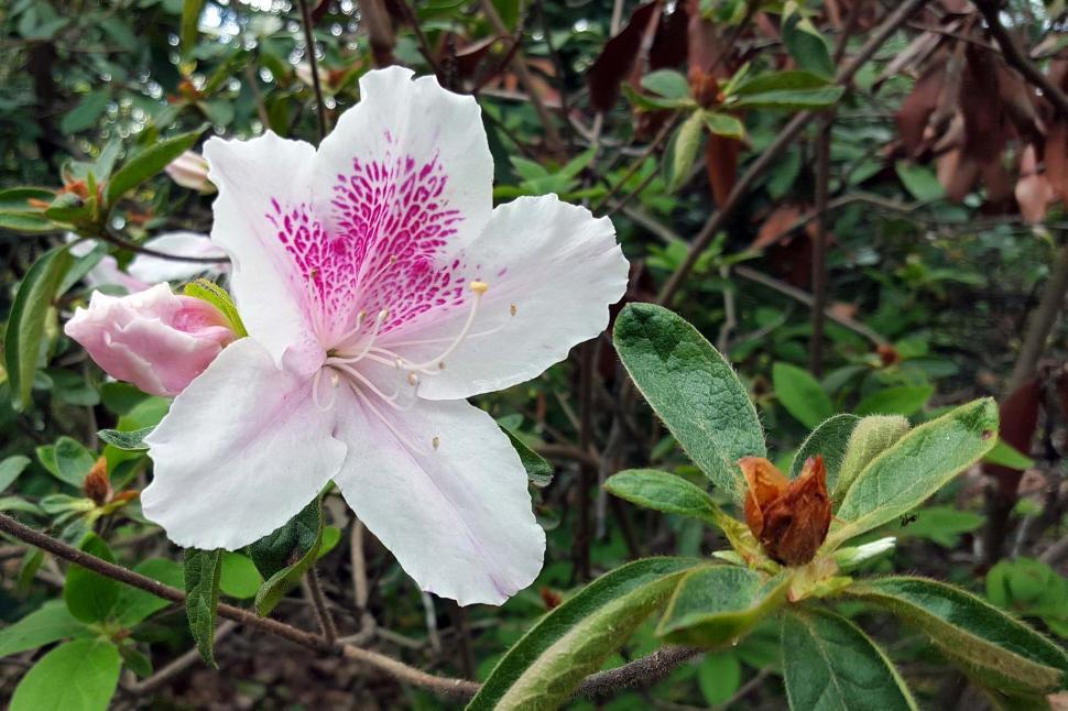 Free Image of White Azalea Flower  