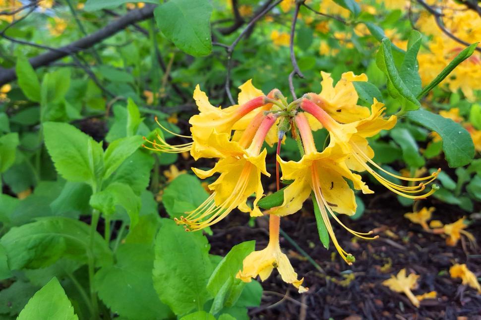 Free Image of Yellow Azalea Flowers 