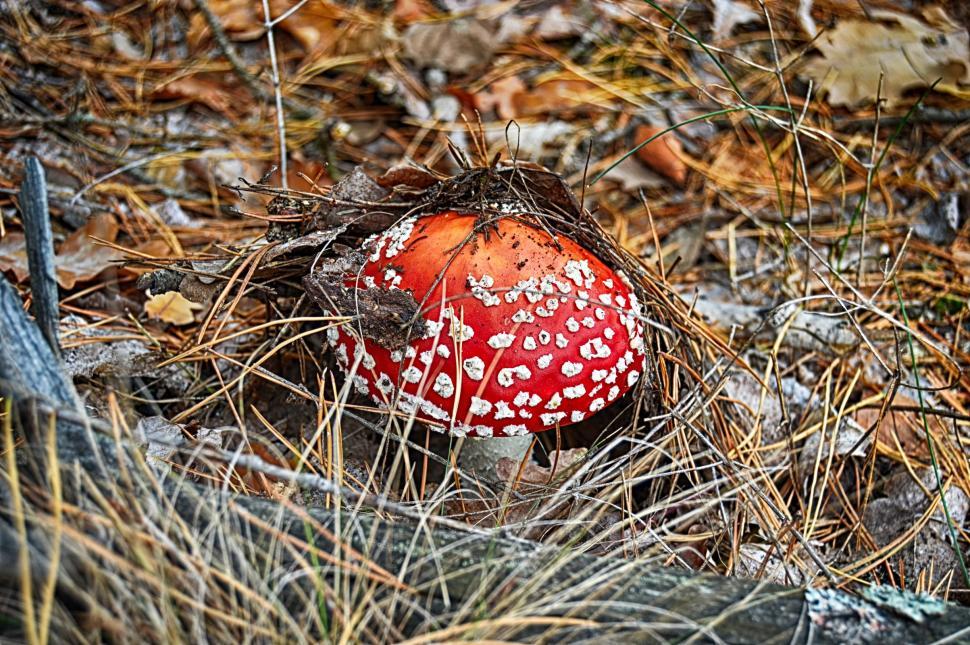 Free Image of Amanita muscaria mushroom fly-agaric in the fallen leaves  