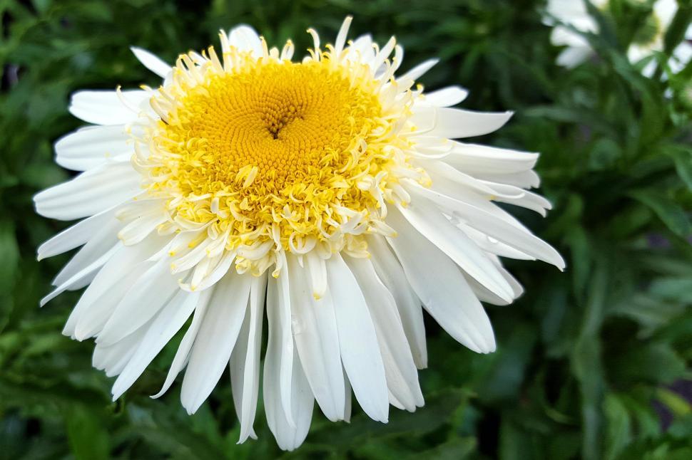 Free Image of Shasta Daisy Real Galaxy Flower 