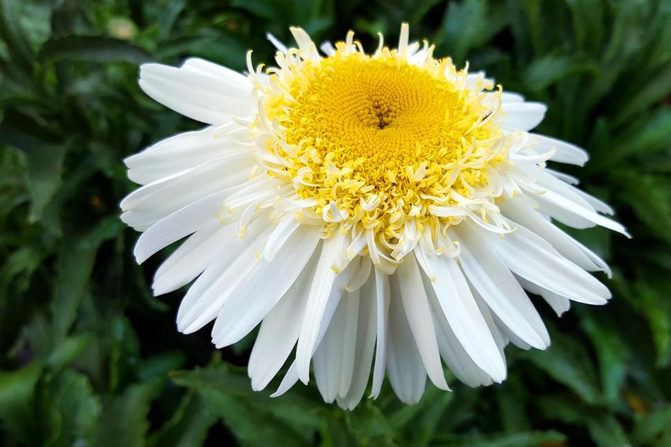 Free Image of White Shasta Daisy Real Galaxy Flower 