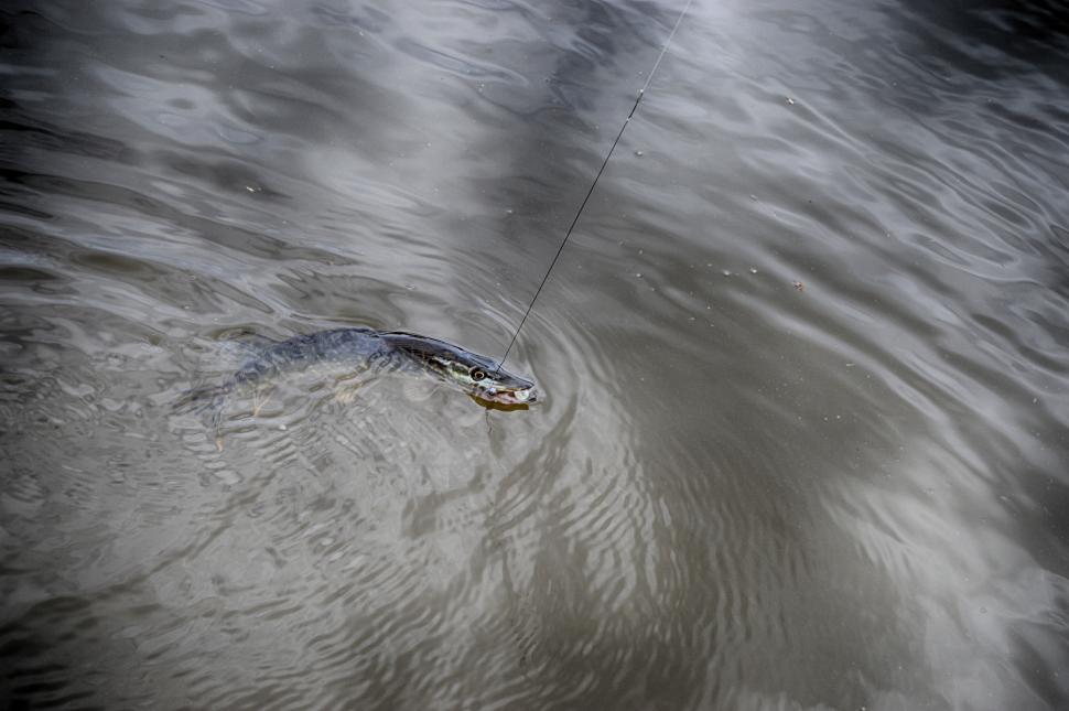 Free Image of Caught pike in the water  