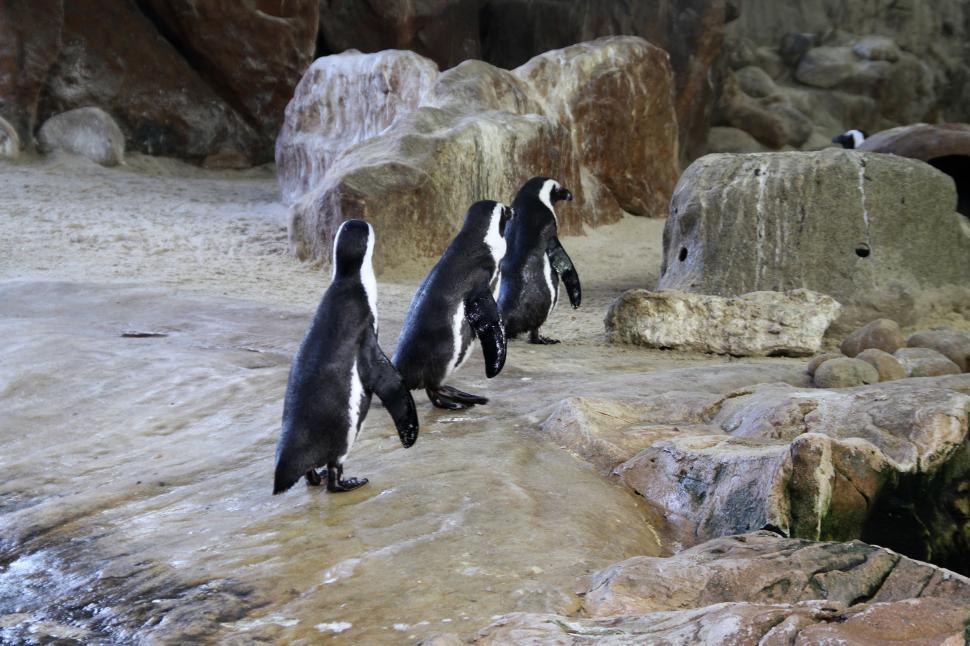 Free Image of Penguins at Aquarium Waterfront Cape Town  
