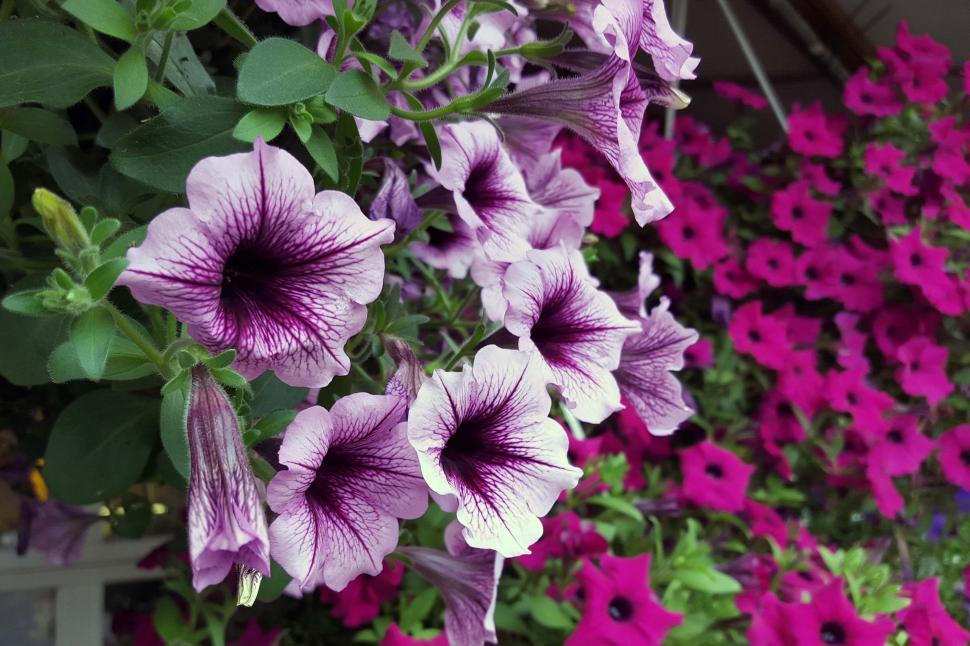 Free Image of Colorful Petunia Flowers 
