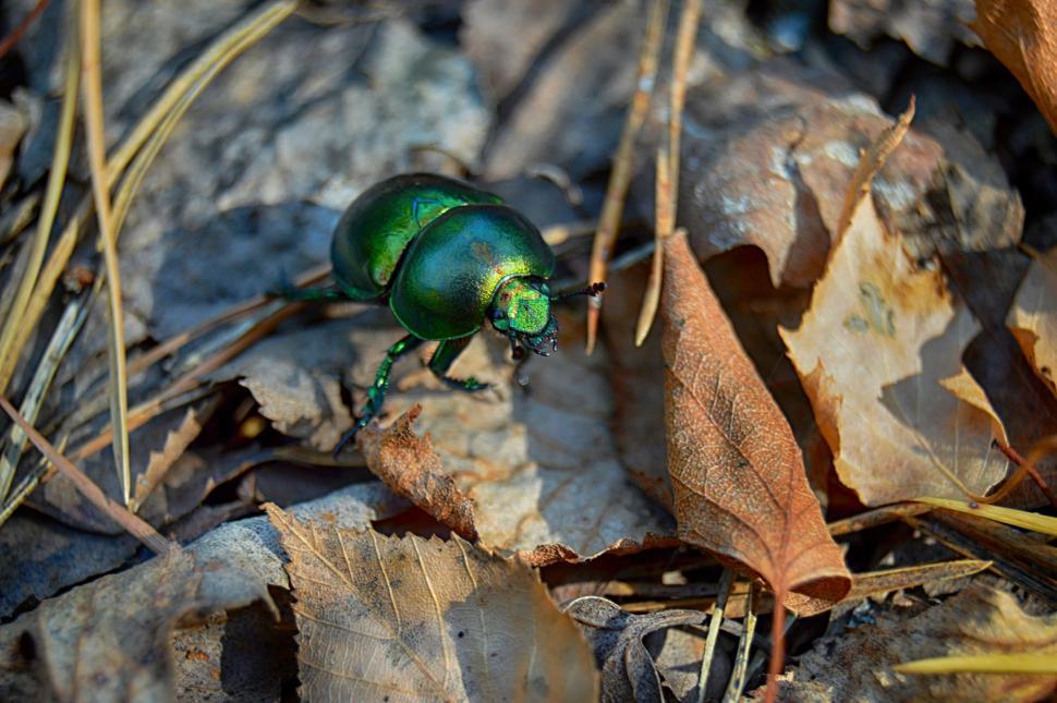 Free Image of Green dor-beetle on the fallen leaves  