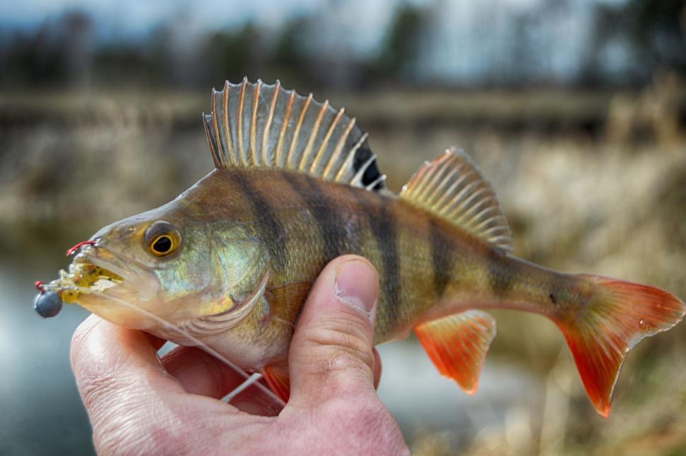 Free Image of Perch fish in hand  