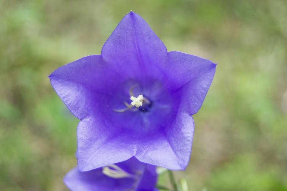 Free Image of   Blue-purple bellflower flower in the forest. Campanula close-up photo  