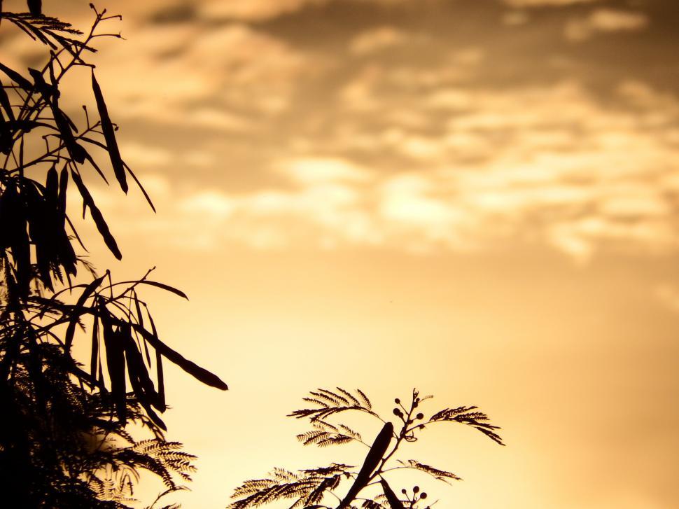Free Image of Tropical Trees Silhouette at Sunset  