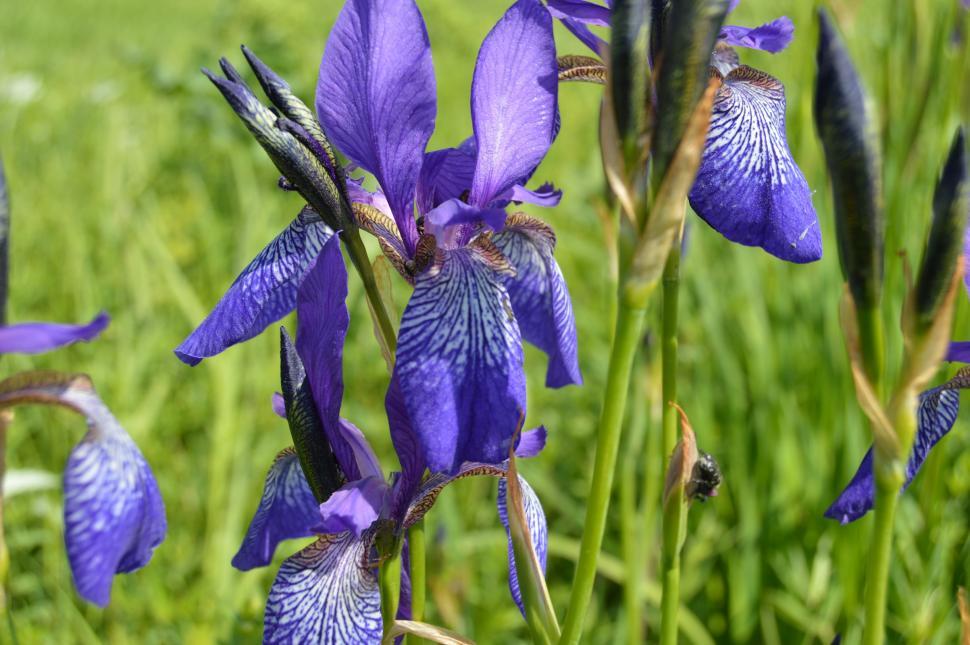 Free Image of Iris flowers in the grass  