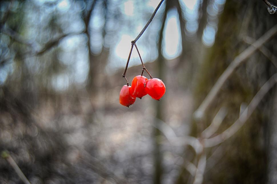 Free Image of Red guelder rose berries on the branch in forest  