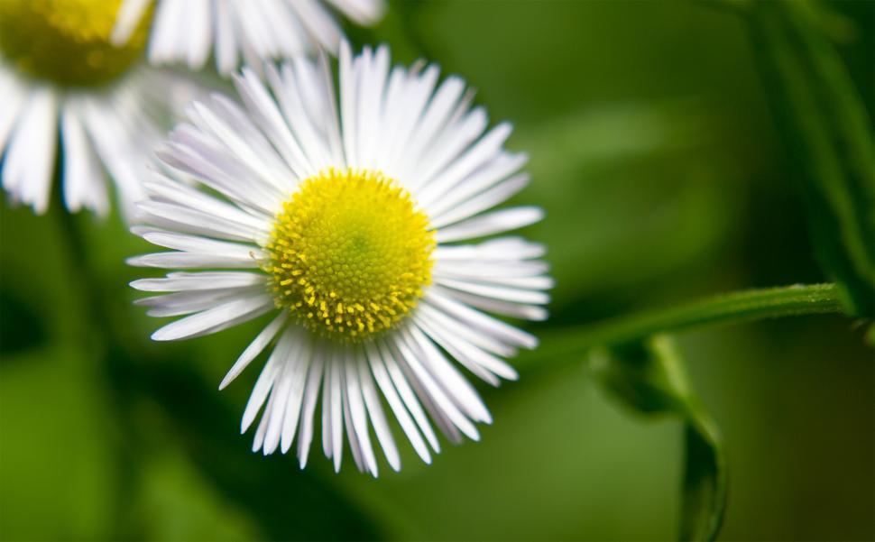 Free Image of White flower close up  