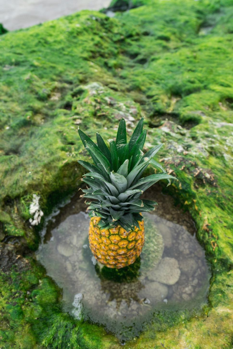 Free Image of Pineapple on a mossy surface 